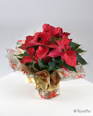 Christmas flowers pot arrangement gift poinsettia
