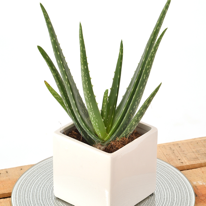 plant, aloe, vera, potted, pots gift, flowers, local florist, delivery, havering, harold wood, romford