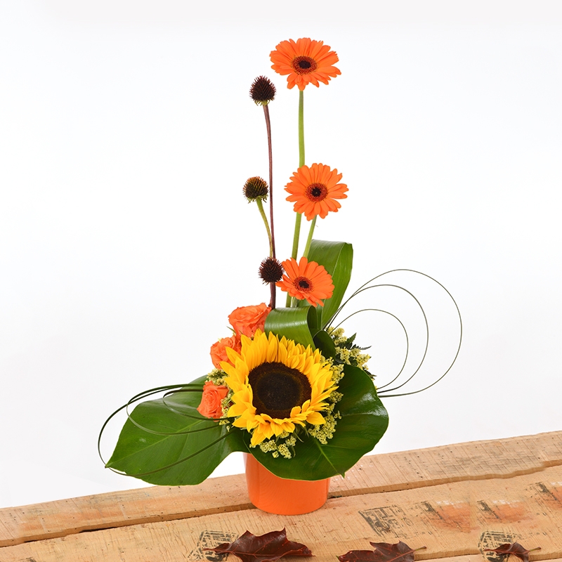 arrangements, florist choice, pot, flowers, gift, florist, harold wood, romford, havering, delivery