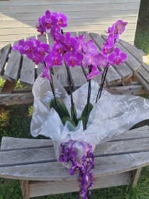 plant, orchid, potted, pots, vase, gift, flowers, local florist, delivery, havering, harold wood, romford, havering, brentwood, dagenham, delivery